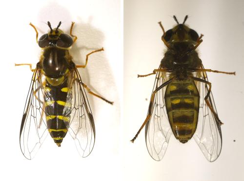 Réf. 320 058 : Dasysyrphus albostriatus